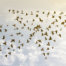 Vögel fliegen in Pfeilformation - Content Marketing