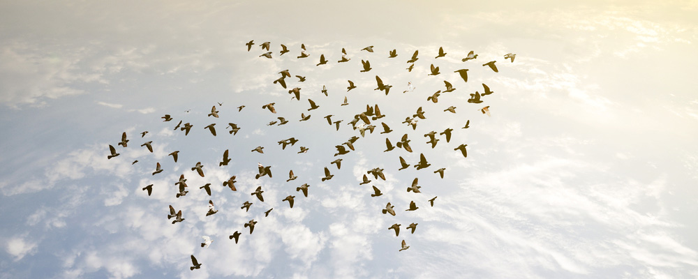 Vögel fliegen in Pfeilformation - Content Marketing